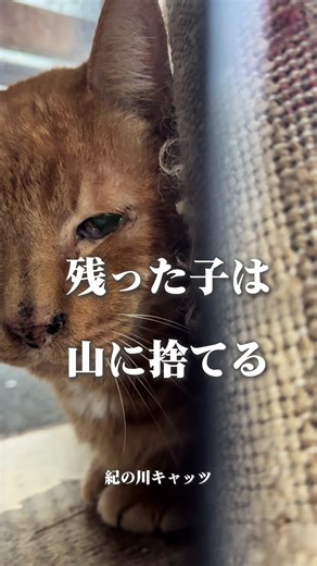 猫の譲渡会と里親探しの重要性