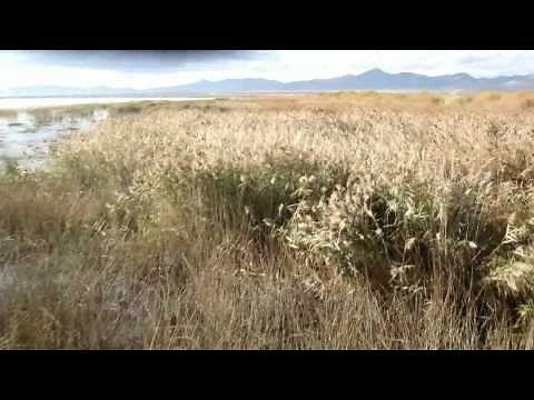 Jetpack For Sale! $7998!!! Powered Skydiving Is The Power Sport For the 21st Century