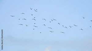 Flying flock of Pigeons. Migration of Big Birds flying into Formation. Slow motion. Many birds fly against the blue sky.