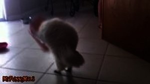 Cats Getting Stuck in Things Compilation - video Dailymotion