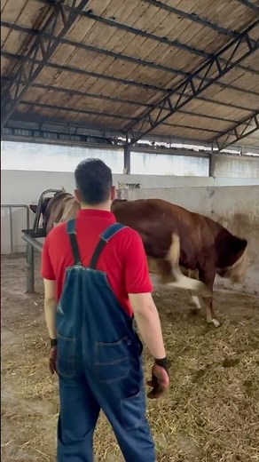 Bull Attack During Breeding!😱