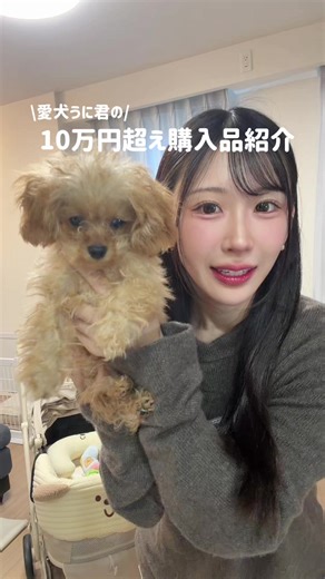 うに君@うにとはな のアカウントにうにの成長は載せてるからみてね🙏💖#購入品紹介 #散財 #犬のいる生活 #ベビーカー