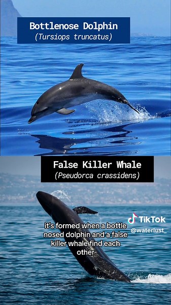Bottlenose dolphin false killer whale = wholphin The nickname “wholphin” has been used to describe the hybrids of several “whale” and dolphin combos, like the bottlenose dolphin and false killer whale, and the melon-headed whale and rough-toothed dolphin. Don’t let the name “whale” fool you, these are all species in the family Delphinidae which is the largest family of cetaceans including dolphins and killer whales. Hybridization between different genera is rare, but because the bottlenose dolph