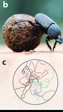How Dung Beetles Navigate With the Stars