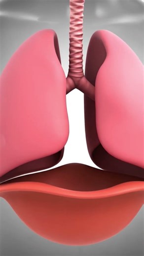 Wind Knocked Out #knockout #knockouts #panic #brainfacts #science #humanbody #facts #science #fyp