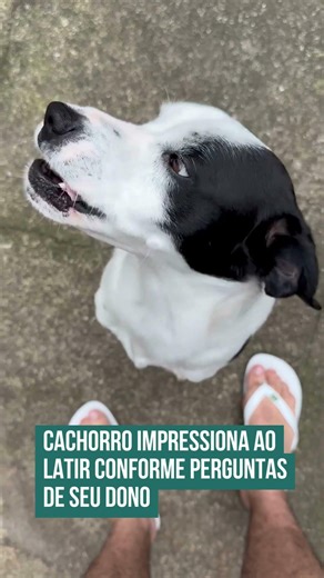 Cachorro impressiona ao latir conforme perguntas de seu dono! 😮🐶