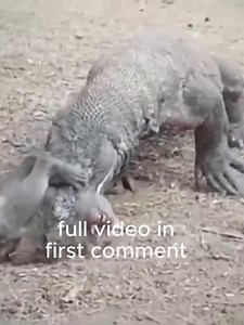 Komodo Eats Several Monkeys Alive | Monkey Cambodia