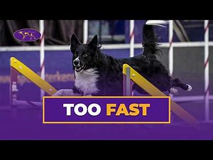 Watch Verb Capture the 2019 WKC Masters Agility Grand Champion Title | Westminster