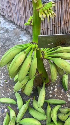 Slicing fresh banana bunch! 🍌🔪 #Shorts #GreenSlice
