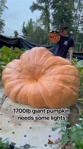 Fall time in the pumpkin patch!