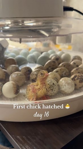 1.1M views · 21K reactions | The first chick hatched early in the incubator! ✨ #quail #chicks #hatching #chickensofinstagram #farmlife #homestead #reels | Simplychickensofficial | Facebook