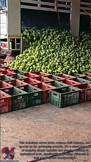 How to pack fruit in boxes super fast || Smart way of farmers