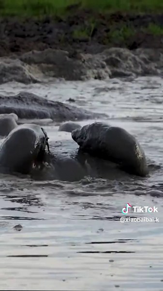 Young Hippos Play in Muddy Puddle: Cute Wildlife Moment