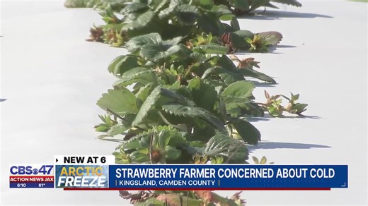 String of cold snaps impacting local strawberry farmers