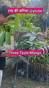 Three Taste Mango सुगंधित आम #आम #Mango #fruit #Exotic #aam