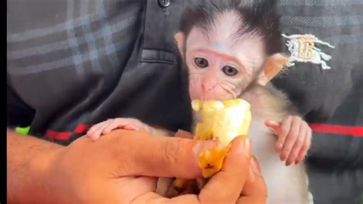 3.9K views · 87 reactions | Cute baby monkey talking asking for milk. . . . . . #animalworld2855 #monkeycici #monkeyrescue #babymonkeytantrums #babymonkeyscreaming #babymonkey #monkey #animals #cutemonkey #Reels #Viral #Trending #Explore #Comedy #Fashion #Photography | Baby Monkeyz | Facebook
