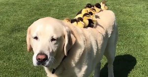 Sweet 11-Year-Old Labrador Saves Abandoned Ducklings And Becomes Their New Father