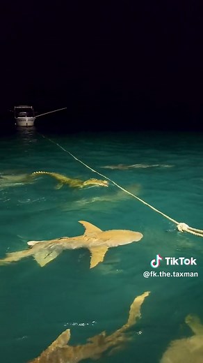Croc vs Shark: Intense Fishing Encounter