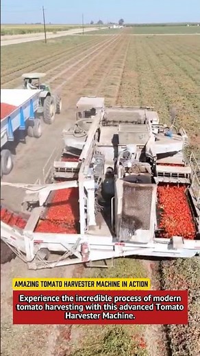 Amazing Tomato Harvester Machine in Action | Modern Agriculture Technology 2025.