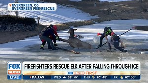 1.4K views · 65 reactions | Check out this amazing rescue by firefighters in Evergreen, Colorado! They responded to an elk that fell through a frozen pond. FOX Weather's Brittamerwinwx has the details.  Evergreen Fire/Rescue | FOX Weather | Facebook