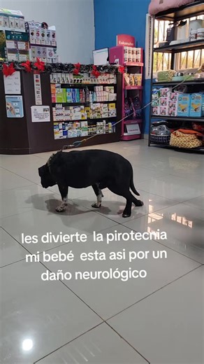 mami y papi aremos todo lo posible para que estés bien mi negro 🐶 #mascotas #perritos #americanbully #🥺
