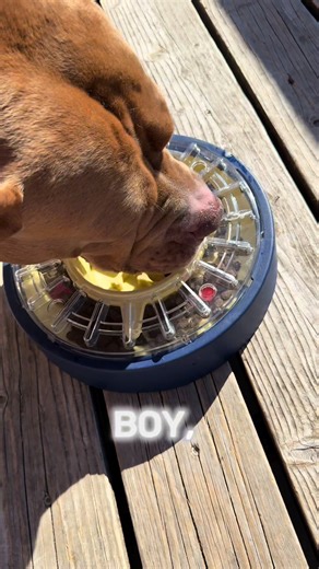 OMG it was so much fun watching them figure out how to use this! #newyearnewme #tiktokshopcreatorpicks #tiktokshopfinds #tiktokmademebuyit #tiktokshopdeals