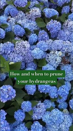 How and when to prune hydrangeas? Let me show you! #garden #gardening #flowers