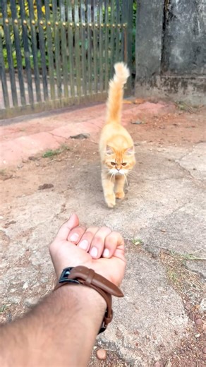 Funniest cat videos 😂 ! Cat videos ! Cat sound ! Cat voice ! Kitten meowing ! Cat meow ! Cats cat