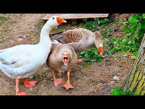 Goose Alarm - Hissing Sounds in the Garden