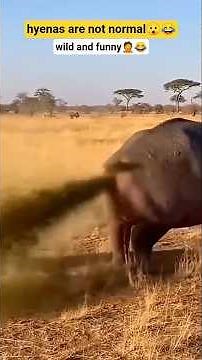 hyenas crazy and funny moment 😀😂 | #hyena #funny #wildanimals #shortvideo