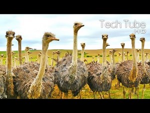 Amazing Ostrich Farming Technology | Next Level Ostrich Farm | Incredible Ostrich Leather Processing