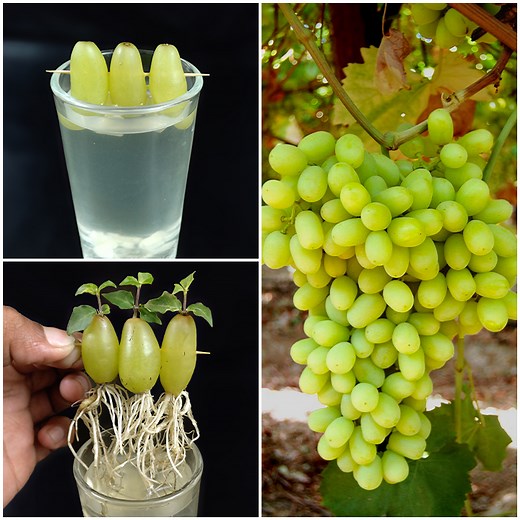 Amazing water propagation for grow grape plant from fruits || Best method for planting | Amd MultiMedia