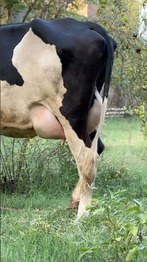 A Peaceful Scene from Rural Australia – Grazing Cow in Nature