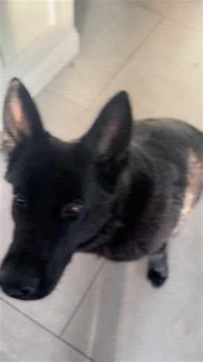 Shirley they Shepard needs some therapy 😂 #germanshepherd #funnyanimals #dogs #dog