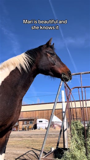 It’s the two-tone mane 🙂‍↕️ #horsesoftiktok #betweenhorsesandhumans #bhh #horsetherapy #nationalshowhorse