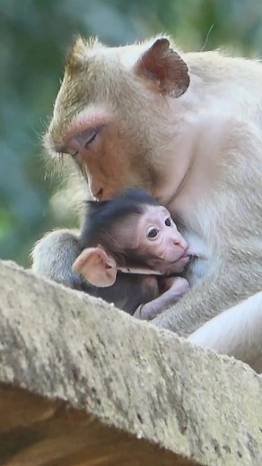 58K views · 811 reactions | Monkey Troop Daily Activities 12 #reels #monkey #relax | Discover | Facebook