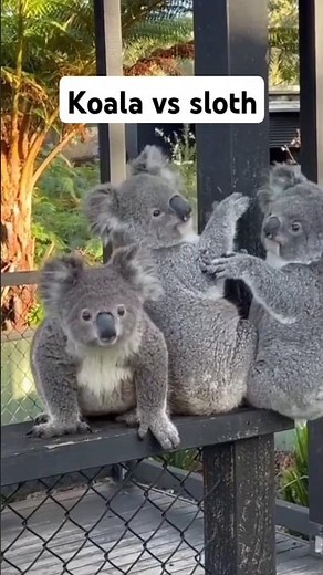 "Koalas vs. Sloths: A Battle of Nature’s Cutest and Laziest Icons"#shortfeed #shortsviral #reels