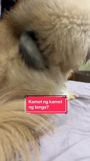 Relief for Itchy Ears - How to Care for Your Shih Tzu's Ear Health