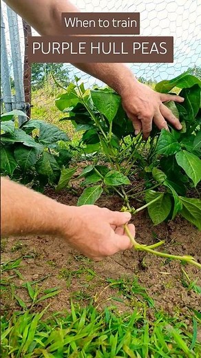 When to start training Purple Hull Peas