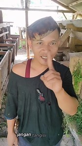 49K reactions · 4.2K shares | peternak domba garut | Sarah | Facebook