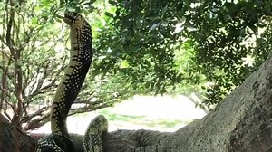 35K views · 597 reactions | Tiger Rat Snake devouring a mother and her two pups | Raw and savage. | Facebook