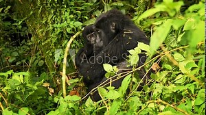 Eastern Gorilla - Gorilla beringei critically endangered largest living primate, lowland gorillas or Grauer's gorillas (graueri) in green rainforest, adults and child feeding and playing, Silverback