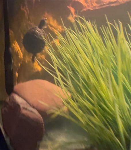 Crocosaurus Cove Darwin on Reels