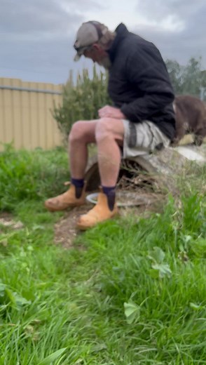 10K views · 1.3K reactions | Our big boy Wardoo He’s as solid as a bull dozer but only loves his dad Wardoo sometimes spelt Watu is the aboriginal name for Wombat ❤️ Wardywoo came into care at 660grams after being orphaned We love him to pieces https://www.gofundme.com/f/wombat-habitat-at-two-songs-sanctuary?utm_source=customer&utm_medium=copy_link_all&utm_campaign=p_cp+share-sheet | Two Songs Sanctuary | Facebook