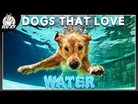 Meet the Most Aquatic Dog Breeds Ever!