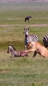 3.2K views · 132 reactions | African Safari is home to many of the world's most famous wildlife, such as lions, African elephants, rhinos, cheetahs, leopards | African Safari Guide | Facebook