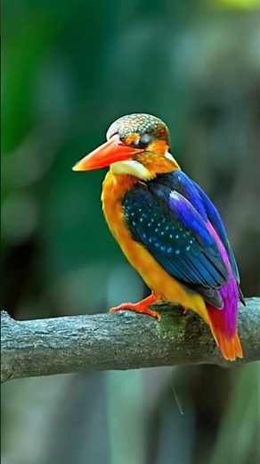 The Oriental Dwarf Kingfisher – A Living Rainbow of the Jungle