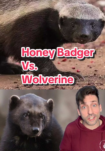 Honey Badger vs. Wolverine: Epic Animal Showdown