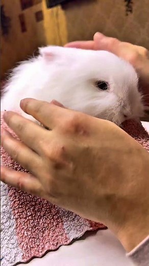 How to Trim Your Rabbit's Nails Safely at Home | Bunny Nail Clipping Guide 🐰