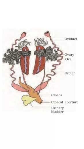 Female reproductive system in frog..//# biology shorts